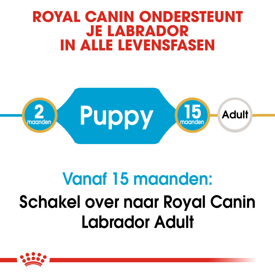 Van Mantsjoerije Er is behoefte aan Royal Canin hondenvoer Labrador Retriever Puppy 3 kg | Animal Center