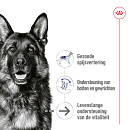 Royal Canin Hondenvoer Maxi Ageing 10 x 140 gr