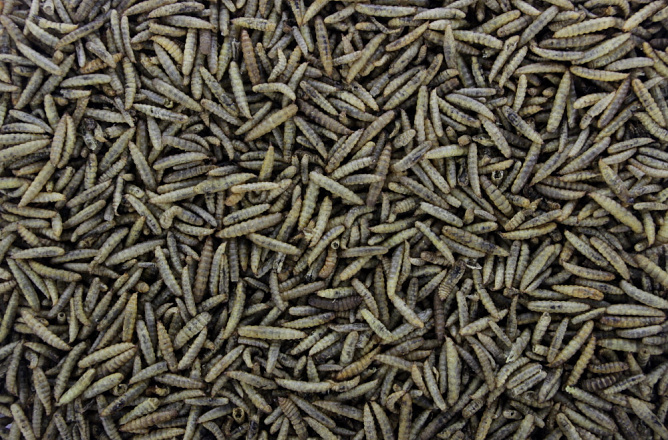 Black Soldier Fly 300 gr