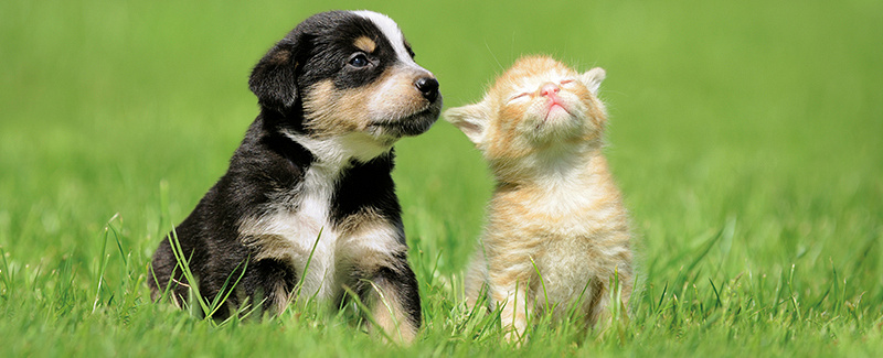 Puppy en kitten